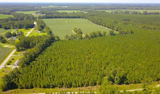 Photo of 72 Acres of Timber and Hunting Land For Sale in Bertie County NC!