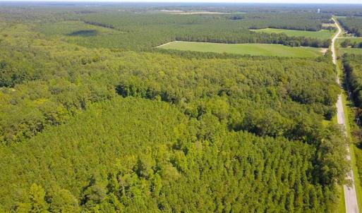 Photo of 72 Acres of Timber and Hunting Land For Sale in Bertie County NC!