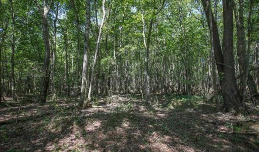 Photo of 72 Acres of Timber and Hunting Land For Sale in Bertie County NC!