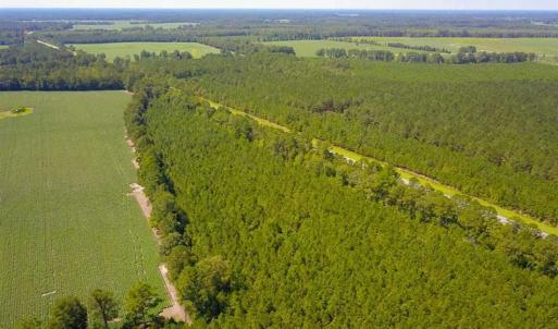 Photo of 72 Acres of Timber and Hunting Land For Sale in Bertie County NC!