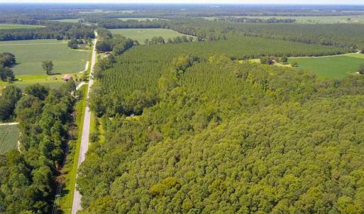 Photo of 72 Acres of Timber and Hunting Land For Sale in Bertie County NC!