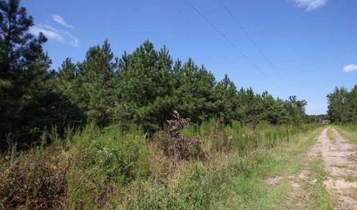 Photo of 72 Acres of Timber and Hunting Land For Sale in Bertie County NC!