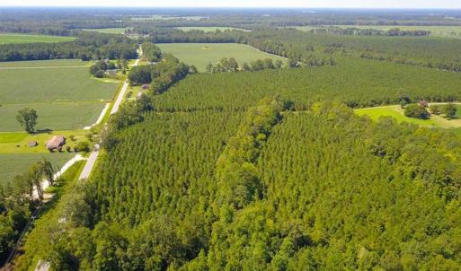 Photo of 72 Acres of Timber and Hunting Land For Sale in Bertie County NC!