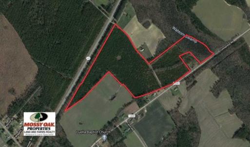 Photo of 72 Acres of Timber and Hunting Land For Sale in Bertie County NC!