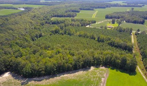 Photo of 72 Acres of Timber and Hunting Land For Sale in Bertie County NC!