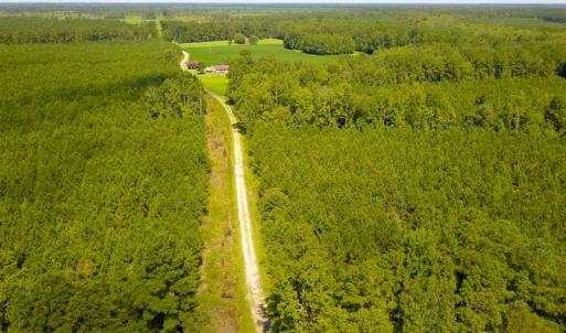 Photo of 72 Acres of Timber and Hunting Land For Sale in Bertie County NC!