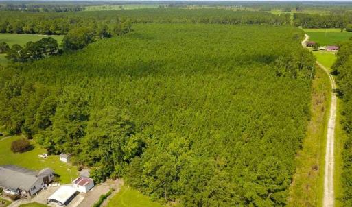 Photo of 72 Acres of Timber and Hunting Land For Sale in Bertie County NC!