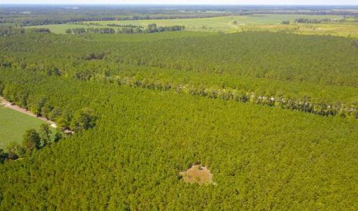 Photo of 72 Acres of Timber and Hunting Land For Sale in Bertie County NC!