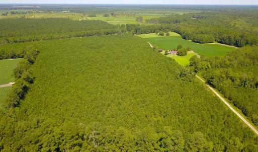 Photo of 72 Acres of Timber and Hunting Land For Sale in Bertie County NC!