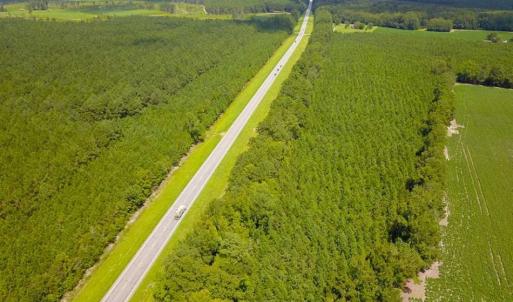 Photo of 72 Acres of Timber and Hunting Land For Sale in Bertie County NC!