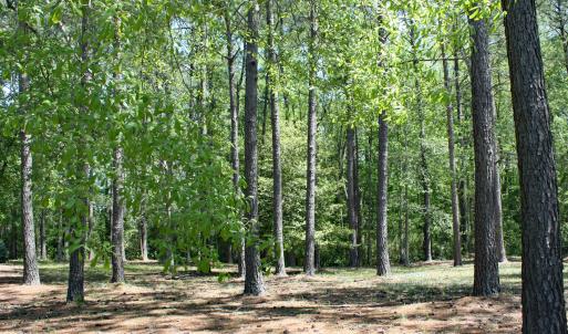 Lightly Wooded Nature Homesite