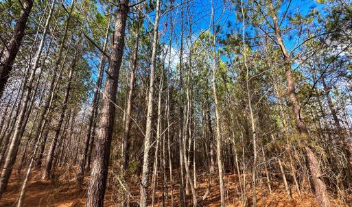 Caswell Co. NC 33.51-Backwoods-Lot 6-31