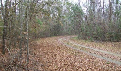 5 Lots of Wooded area