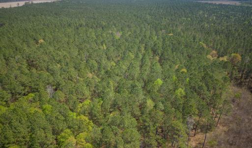 Gum Swamp Road 2