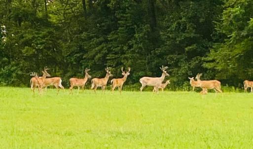 Bucks,Does, and Fawns - Scotch Hall