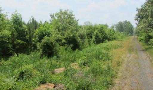 Photo #6 of 52ac Logan Road, Suffolk, Virginia 51.3 acres