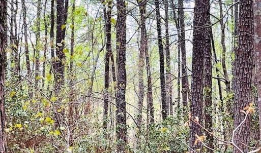 Photo #6 of 11 Meadowview (Lot 12) Lane, Lancaster, Virginia 0.9 acres