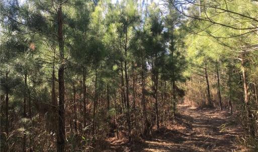 Photo #16 of 52+ac Indian Trail, Suffolk, Virginia 52.2 acres