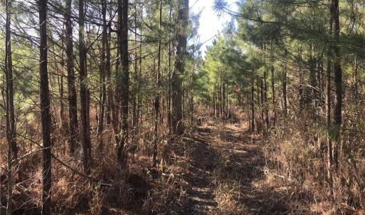 Photo #18 of 52+ac Indian Trail, Suffolk, Virginia 52.2 acres