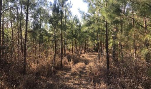 Photo #22 of 52+ac Indian Trail, Suffolk, Virginia 52.2 acres