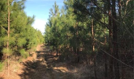 Photo #7 of 52+ac Indian Trail, Suffolk, Virginia 52.2 acres