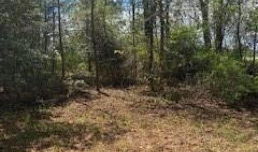 Photo #4 of 14+ac 32 Highway, Roper, North Carolina 14.7 acres