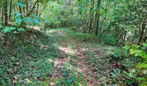 Photo #23 of Pedigo Ridge, Claudville, VA 41.6 acres