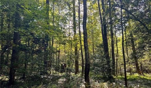 Photo #22 of Pedigo Ridge, Claudville, VA 41.6 acres