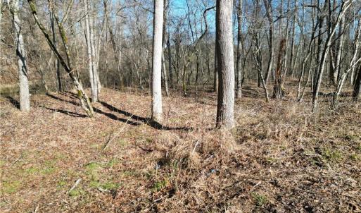 Photo #23 of 1248 Sands, Lawsonville, NC 81.8 acres