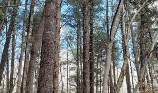 White pine grove