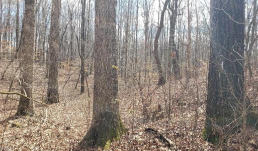 White Oak forest, outstanding wildlife habitat, beautiful homesites