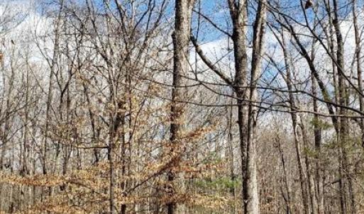 Perfect homesite & valuable white oak timber