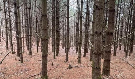 Photo #5 of TBD Lot 40 Chestnut Falls, Galax, VA 6.3 acres