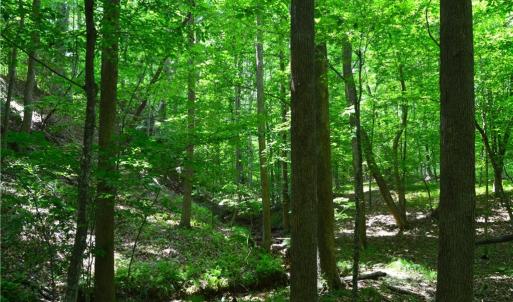 Photo #13 of Dillard, Madison, NC 229.0 acres