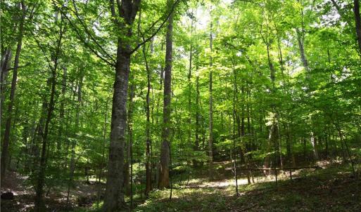 Photo #16 of Dillard, Madison, NC 229.0 acres