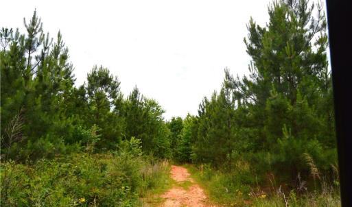 Photo #5 of Dillard, Madison, NC 229.0 acres