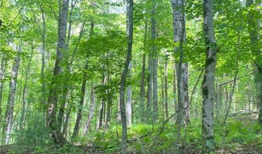 Photo #18 of TBD Apple Ridge Road, Cana, VA 24.2 acres