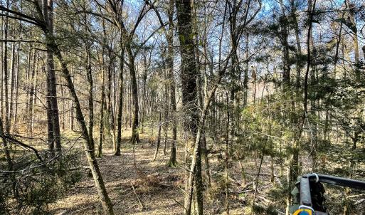 Deer Stand View