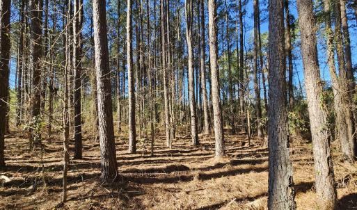 MOSTLY PINES W/ A FEW HARDWOODS