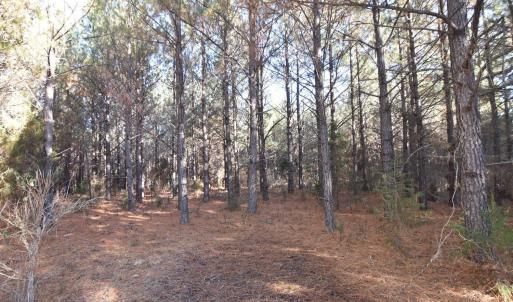 Photo #21 of Plank Road, Dillwyn, VA 30.3 acres