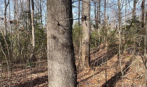 Photo #21 of 161 Little River Trail Little River, Indian Land, SC 25.4 acres