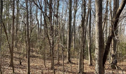 Photo #19 of 161 Little River Trail Little River, Indian Land, SC 25.4 acres