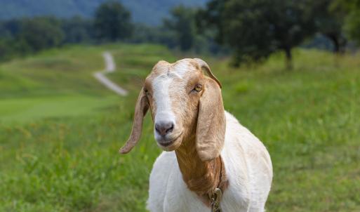 goat-1