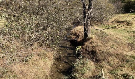 Laurel Creek Near Meads