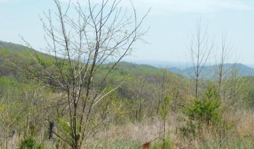 mountain view on 50 acre tract