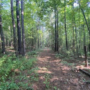 Photo #11 of SOLD property in Off Fletcher Chapel Road, Kenbridge, VA 76.0 acres