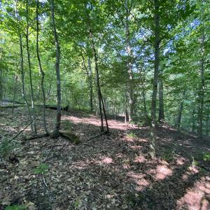 Photo #27 of SOLD property in Off Fletcher Chapel Road, Kenbridge, VA 76.0 acres