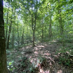 Photo #31 of SOLD property in Off Fletcher Chapel Road, Kenbridge, VA 76.0 acres