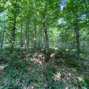 Photo #32 of SOLD property in Off Fletcher Chapel Road, Kenbridge, VA 76.0 acres