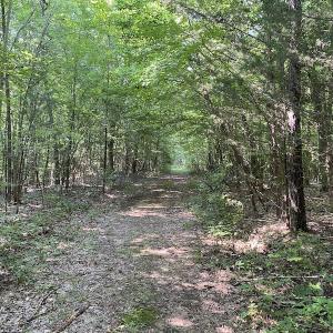 Photo #34 of SOLD property in Off Fletcher Chapel Road, Kenbridge, VA 76.0 acres